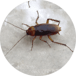 Icono Cucaracha Americana